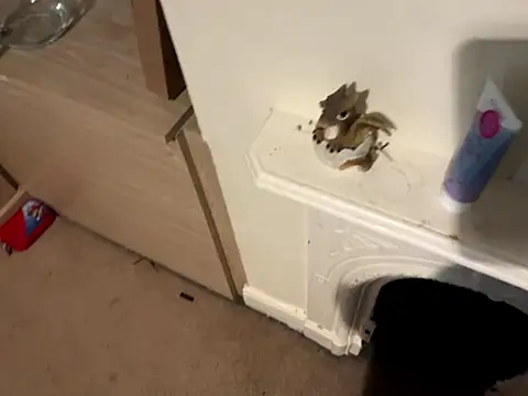 Scarletcum22 online show from 01/11/26, 11:37