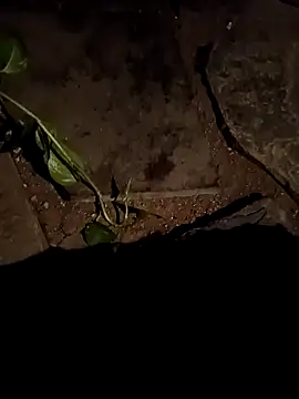 naveen 3222 online show from 04/15/26, 02:46