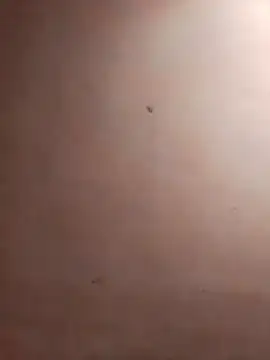 TuFlapito online show from 11/16/25, 02:55