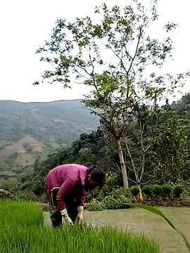 Noelle-e online show from 04/11/26, 10:41