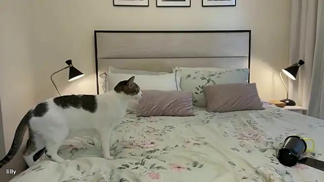 Itslillybloom online show from 11/14/25, 04:22