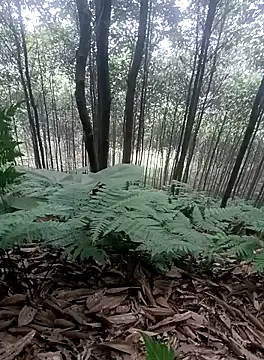 thuy-kieu online show from 01/09/26, 01:52