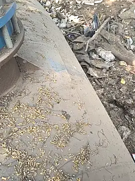 Snapshot of Playboy_pune_ chatting on 11/26/25, 09:10 Playboy pune online show from 11/26/25, 09:10