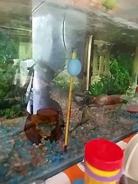 reynaafro93 online show from 11/18/25, 03:05