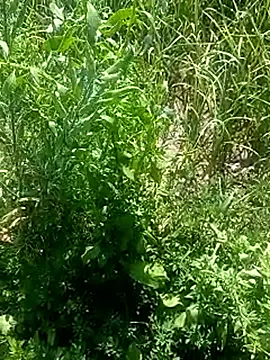 Sunenabhabh online show from 03/04/26, 08:09