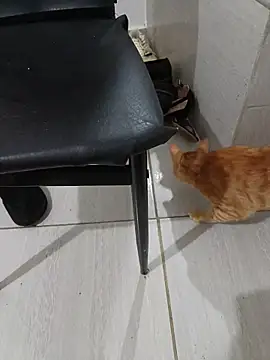 hotbuch online show from 01/06/26, 06:55