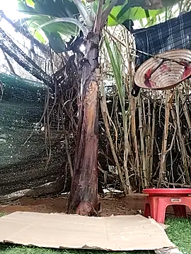 leona118 online show from 04/08/26, 01:27