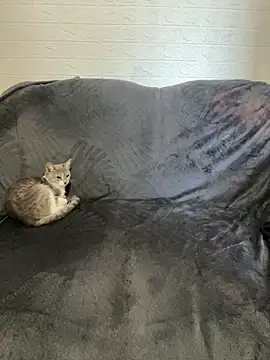 AlisRoxy online show from 02/22/26, 06:13