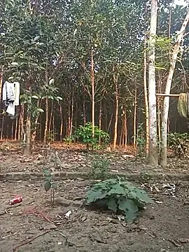 Nuna 689 online show from 03/31/26, 09:21