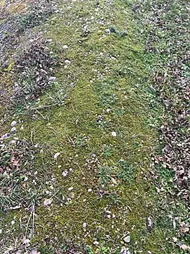 magicdickx21 online show from 02/20/26, 02:06