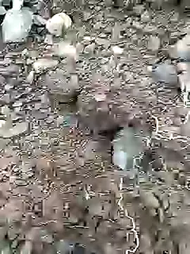 Snapshot of Cute_Boy_4 chatting on 07/07/26, 12:31 Cute Boy 4 online show from 07/07/26, 12:31