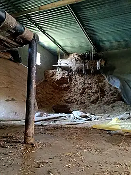 Sharmasamba online show from 03/27/26, 06:41