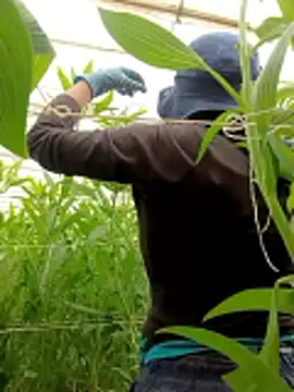 Snapshot of Abigail_office chatting on 02/13/26, 06:37 Abigail office online show from 02/13/26, 06:37