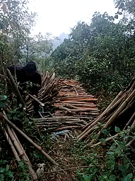 nelina 12345 online show from 04/15/26, 11:16