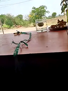 Snapshot of Chandu1245 chatting on 04/11/26, 08:07 Chandu1245 online show from 04/11/26, 08:07