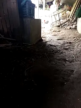 hungdecu online show from 03/05/26, 02:51