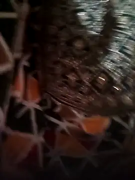 Rashmika Mandana online show from 04/16/26, 07:14