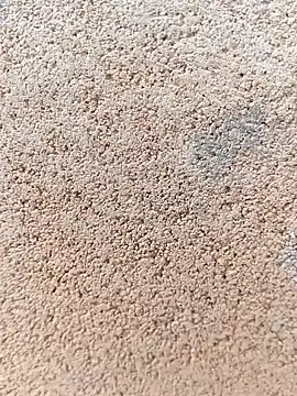 darwinmodell online show from 04/24/26, 01:24