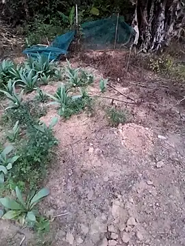 zanh99 online show from 04/08/26, 11:21