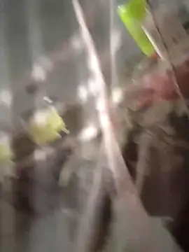 chutki deewana online show from 03/24/26, 12:59