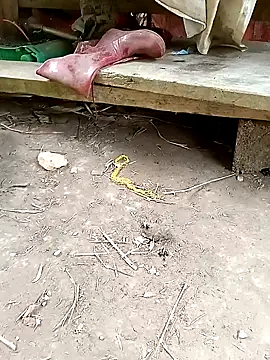 NIANIAKUTE online show from 04/14/26, 02:28