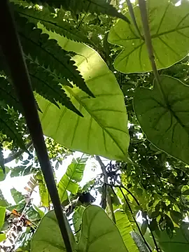 boy-pho- online show from 07/20/26, 04:16