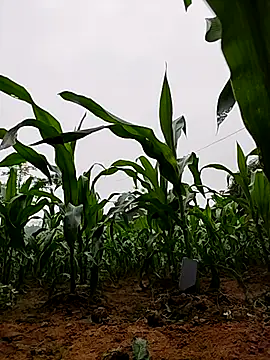 Ruby Lucy online show from 04/02/26, 01:47