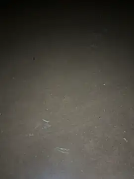 Snapshot of yingzi003 chatting on 04/16/26, 12:39 yingzi003 online show from 04/16/26, 12:39