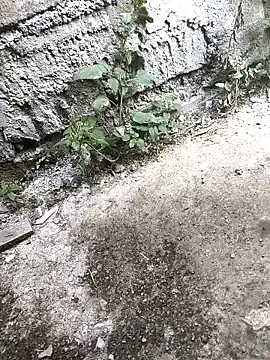 Rocky pune online show from 04/16/26, 03:40