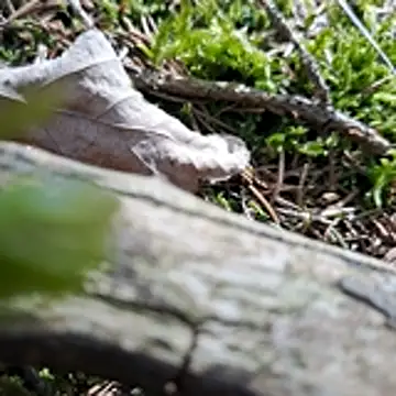 walddrinker online show from 04/24/26, 01:46