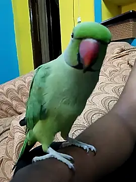 Snapshot of Lawrencedlkk007 chatting on 03/09/25, 07:34 Lawrencedlkk007 online show from 03/09/25, 07:34