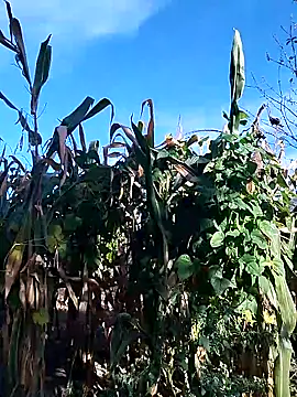 Snapshot of sarpe4 chatting on 09/28/25, 06:19 sarpe4 online show from 09/28/25, 06:19