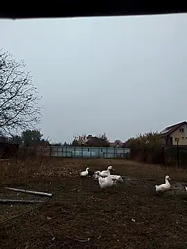 Snapshot of sarpe4 chatting on 11/02/25, 06:38 sarpe4 online show from 11/02/25, 06:38