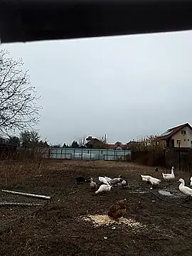 Snapshot of sarpe4 chatting on 11/08/25, 06:13 sarpe4 online show from 11/08/25, 06:13