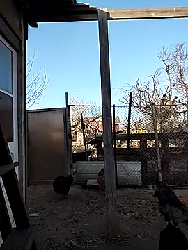 sarpe4 online show from 04/15/26, 03:41