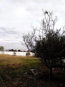 Chacal Armyy online show from 03/09/26, 11:20