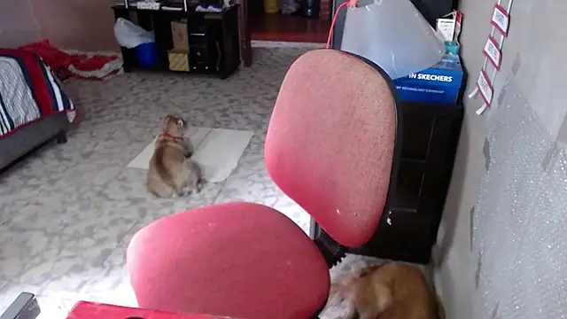 Barbiegomez online show from 03/24/26, 06:02