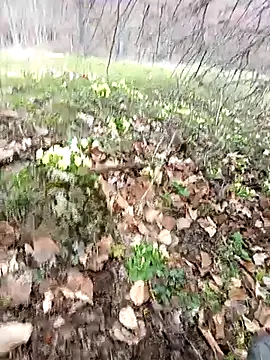 Yaramaz331 online show from 03/31/26, 11:32