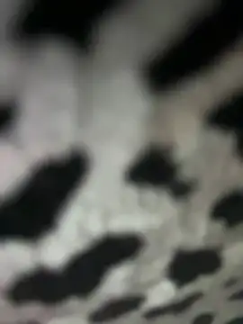 Snapshot of Sarita-candy chatting on 01/31/25, 08:01 Sarita-candy online show from 01/31/25, 08:01