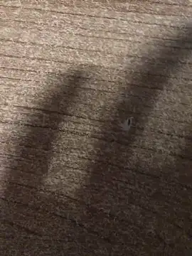 gokhanbey34 online show from 12/21/25, 12:40