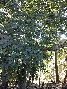 Rinku5553 online show from 01/27/25, 08:18