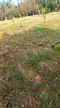 Gopal1243 online show from 02/11/25, 04:01