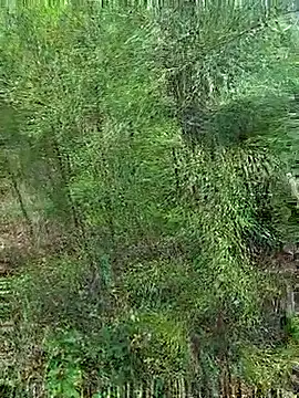 Gopal1243 online show from 10/21/25, 01:17