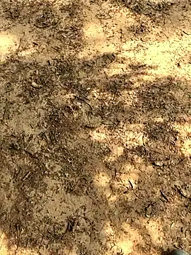 Gopal1243 online show from 11/26/25, 06:14