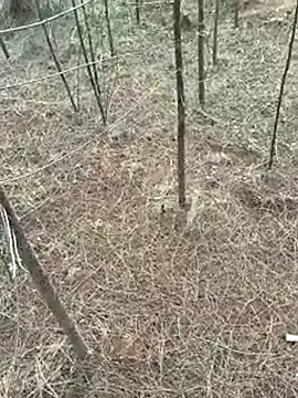 Gopal1243 online show from 04/09/26, 01:16