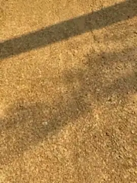 Gopal1243 online show from 04/12/26, 02:27