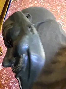 Snapshot of SugarNdBrownie chatting on 02/08/26, 09:29 SugarNdBrownie online show from 02/08/26, 09:29