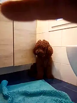 ValentinoRollstars online show from 03/18/26, 04:43