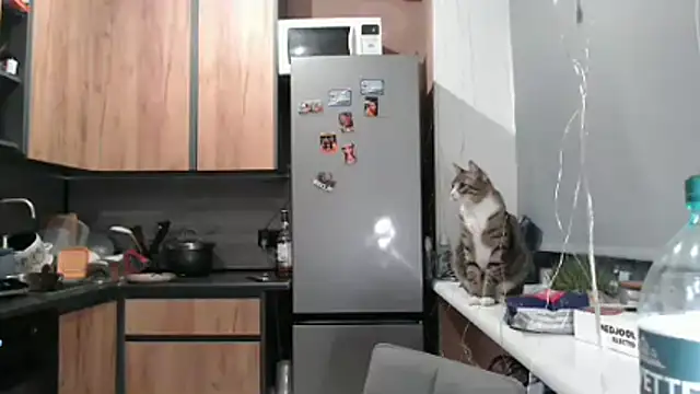 delightful sofi online show from 03/21/26, 06:44