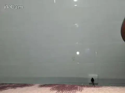 Stormward online show from 02/24/25, 06:15